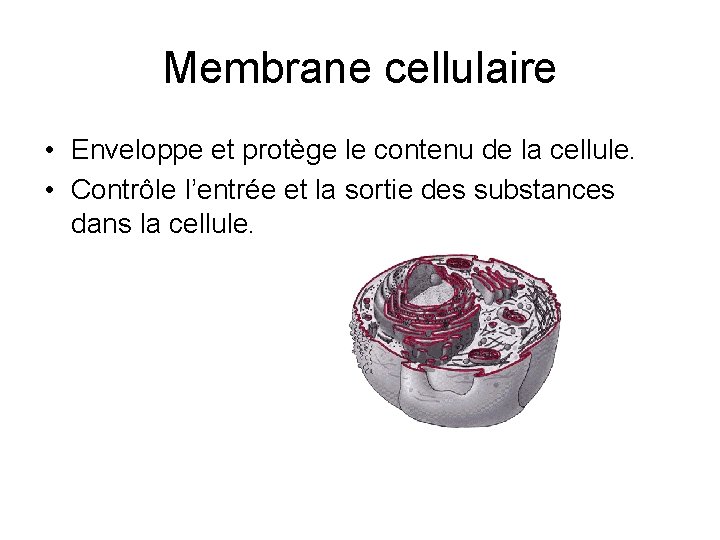 Membrane cellulaire • Enveloppe et protège le contenu de la cellule. • Contrôle l’entrée