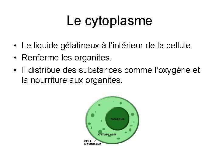 Le cytoplasme • Le liquide gélatineux à l’intérieur de la cellule. • Renferme les