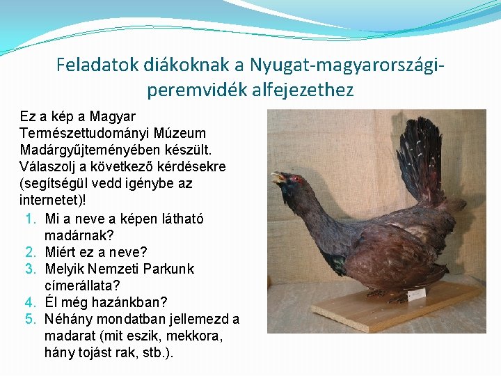 Feladatok diákoknak a Nyugat-magyarországiperemvidék alfejezethez Ez a kép a Magyar Természettudományi Múzeum Madárgyűjteményében készült.