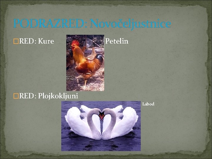 PODRAZRED: Novočeljustnice �RED: Kure Petelin �RED: Plojkokljuni ? Labod 