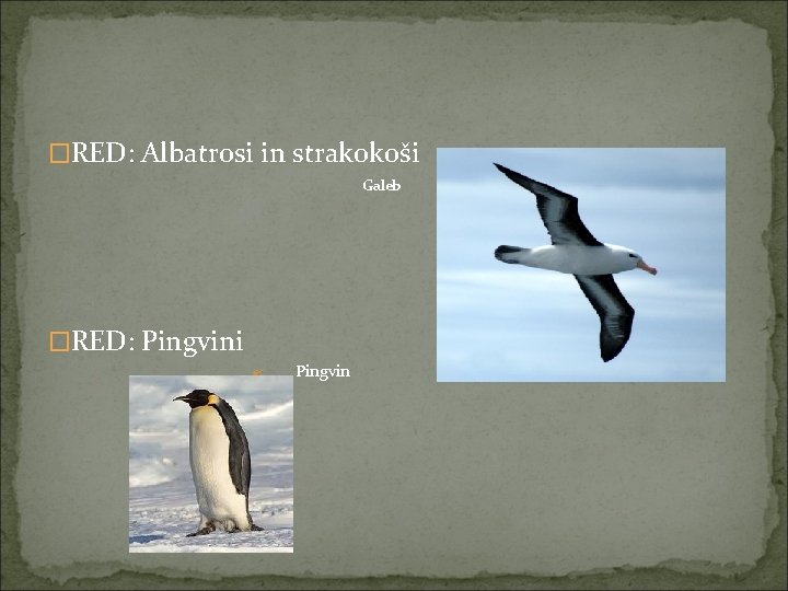 �RED: Albatrosi in strakokoši Galeb �RED: Pingvini ? Pingvin 