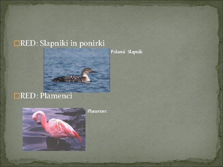 �RED: Slapniki in ponirki Polarni Slapnik ? �RED: Plamenci ? Plamenec 