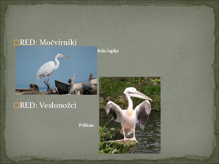 �RED: Močvirniki Bela čaplja ? �RED: Veslonožci Pelikan 
