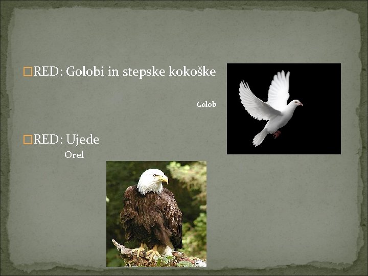�RED: Golobi in stepske kokoške Golob �RED: Ujede Orel 