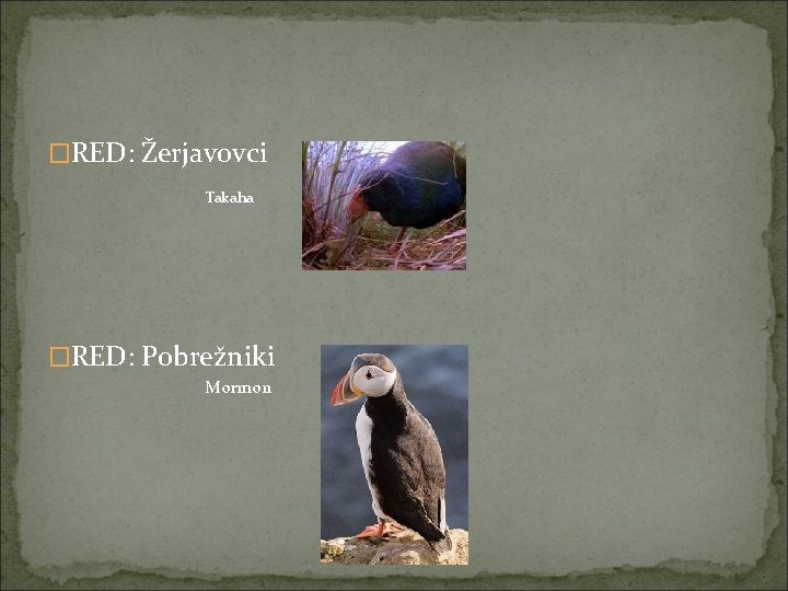 �RED: Žerjavovci Takaha �RED: Pobrežniki Mormon 