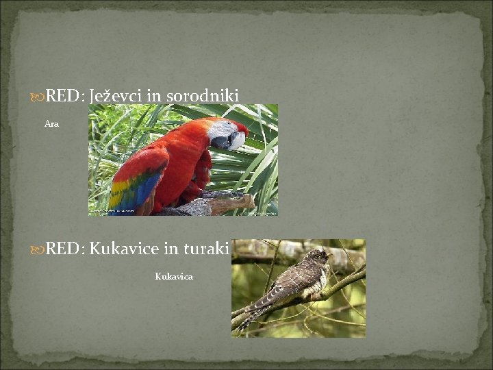 RED: Ježevci in sorodniki Ara RED: Kukavice in turaki Kukavica 