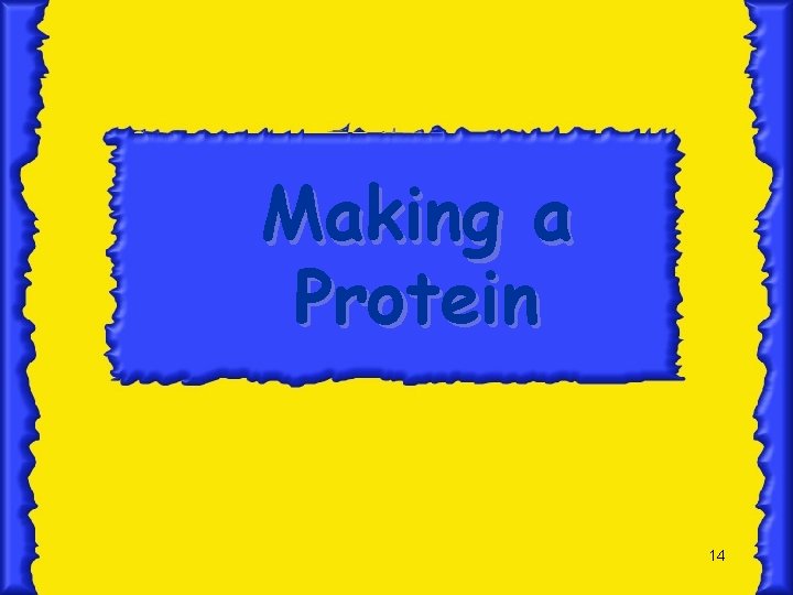 Making a Protein 14 