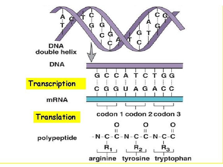 Transcription Translation 19 