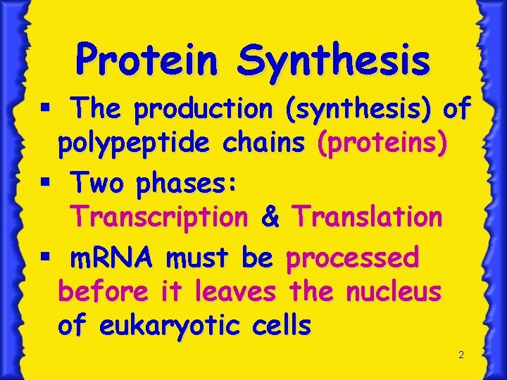 Protein Synthesis § The production (synthesis) of polypeptide chains (proteins) § Two phases: Transcription