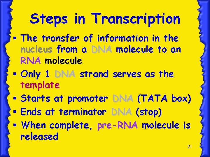 Steps in Transcription § The transfer of information in the nucleus from a DNA