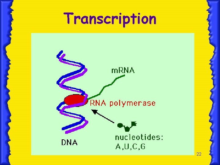 Transcription 22 