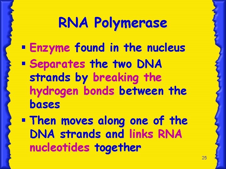 RNA Polymerase § Enzyme found in the nucleus § Separates the two DNA strands