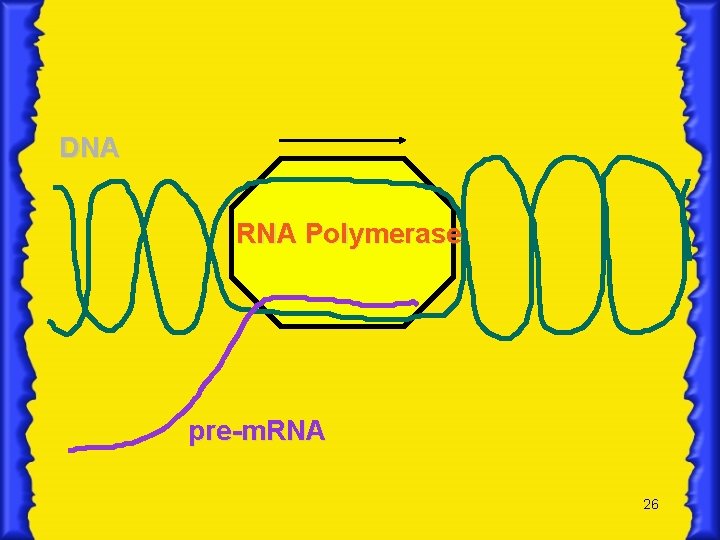 DNA RNA Polymerase pre-m. RNA 26 