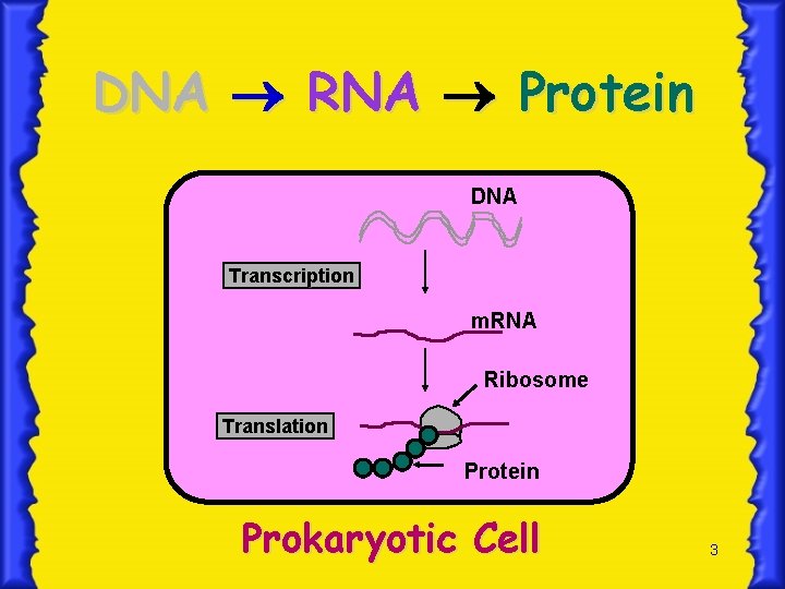 DNA RNA Protein DNA Transcription m. RNA Ribosome Translation Protein Prokaryotic Cell 3 