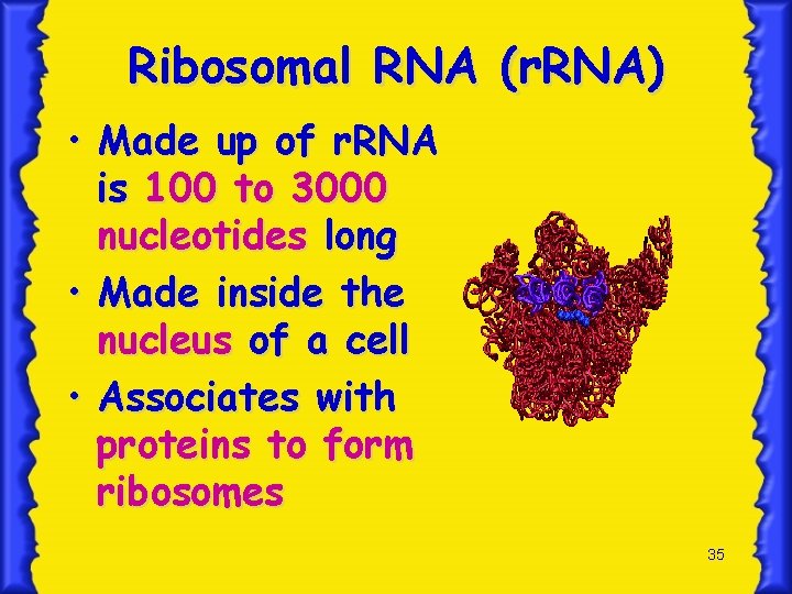 Ribosomal RNA (r. RNA) • Made up of r. RNA is 100 to 3000