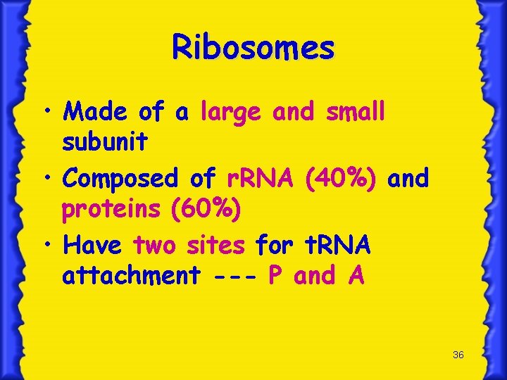 Ribosomes • Made of a large and small subunit • Composed of r. RNA