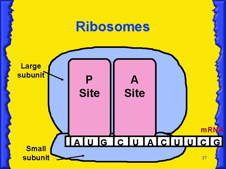 Ribosomes Large subunit P Site A Site m. RNA Small subunit A U G