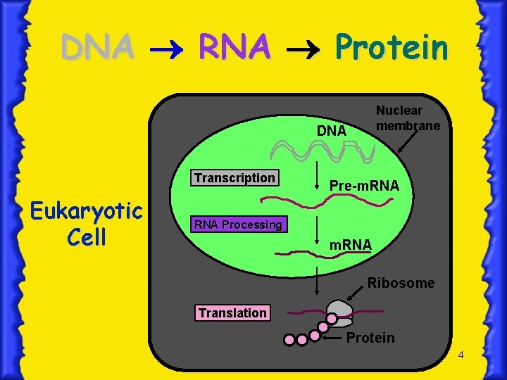 DNA RNA Protein Nuclear membrane DNA Transcription Eukaryotic Cell Pre-m. RNA Processing m. RNA