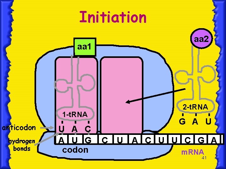 Initiation aa 1 1 -t. RNA anticodon hydrogen bonds U A C A U