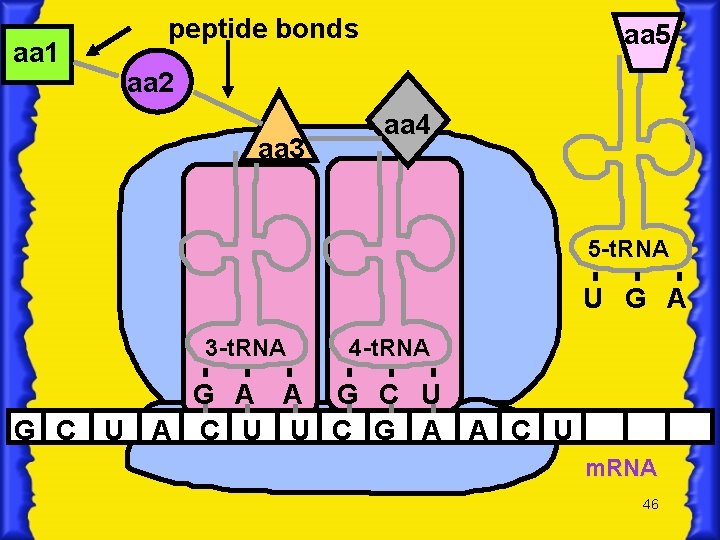 aa 1 peptide bonds aa 5 aa 2 aa 3 aa 4 5 -t.