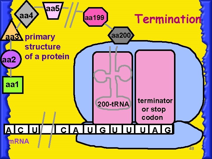 aa 4 aa 5 Termination aa 199 aa 3 primary structure aa 2 of