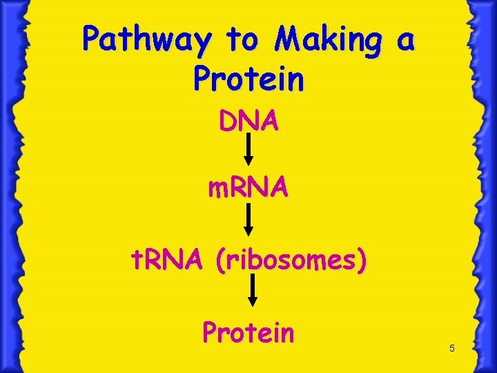 Pathway to Making a Protein DNA m. RNA t. RNA (ribosomes) Protein 5 