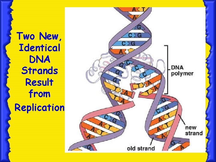 Two New, Identical DNA Strands Result from Replication 8 