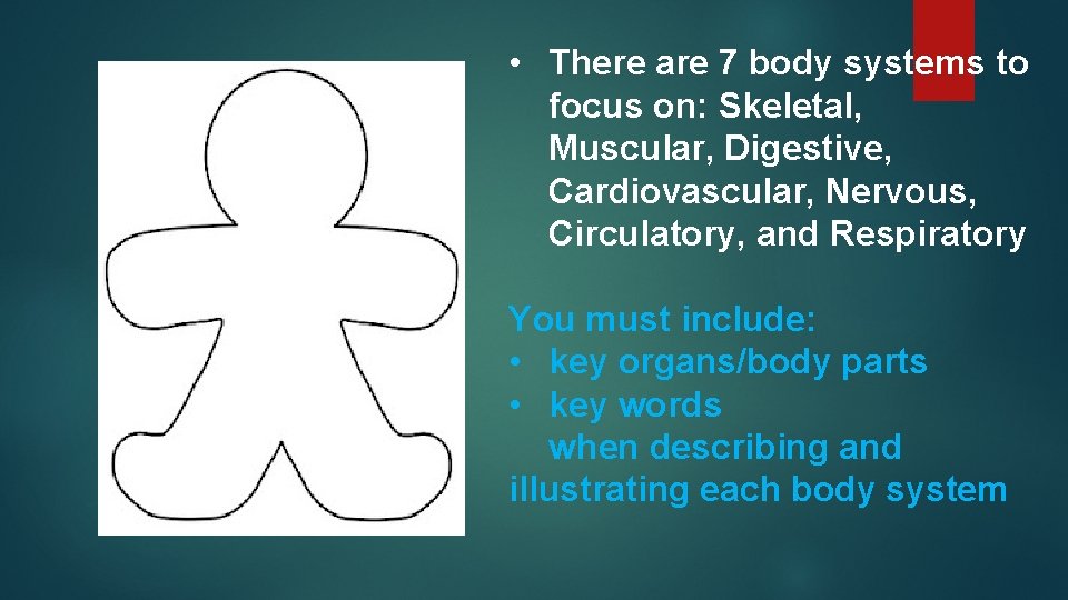 • There are 7 body systems to focus on: Skeletal, Muscular, Digestive, Cardiovascular, • There are 7 body systems to focus on: Skeletal, Muscular, Digestive, Cardiovascular,