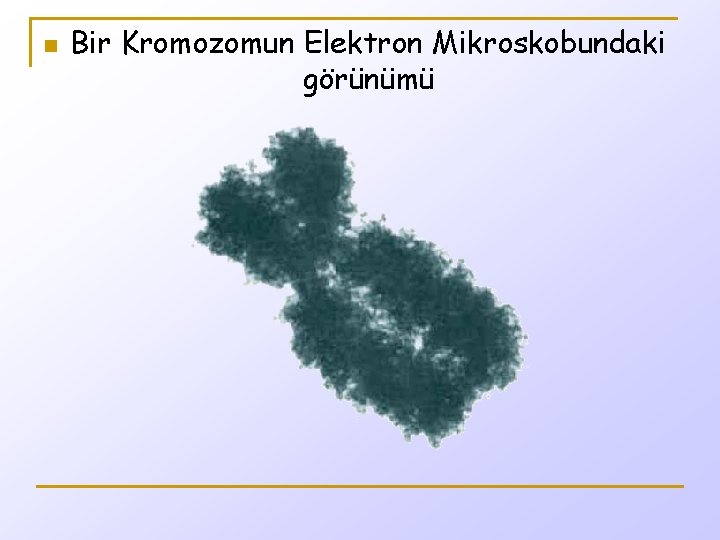 n Bir Kromozomun Elektron Mikroskobundaki görünümü 