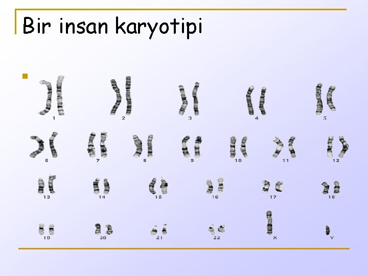 Bir insan karyotipi n 