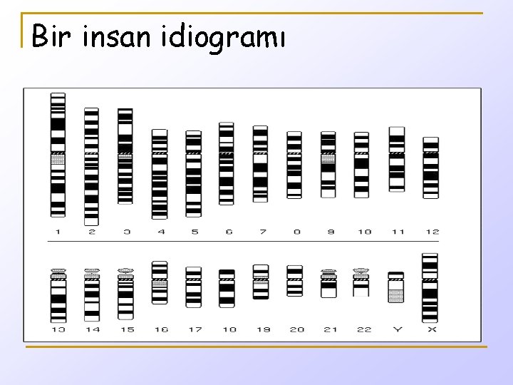 Bir insan idiogramı 