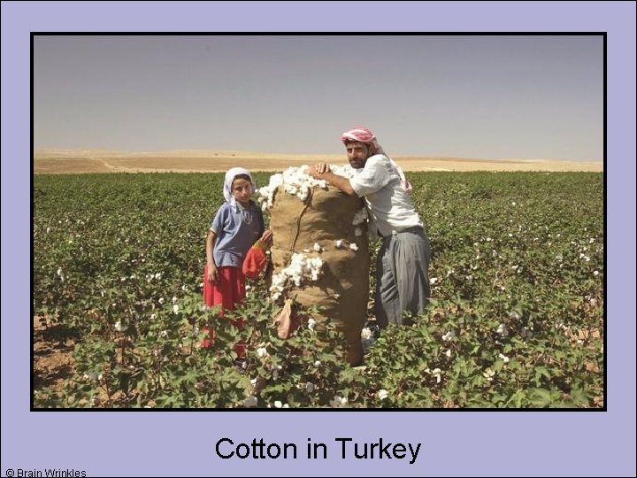Cotton in Turkey © Brain Wrinkles 