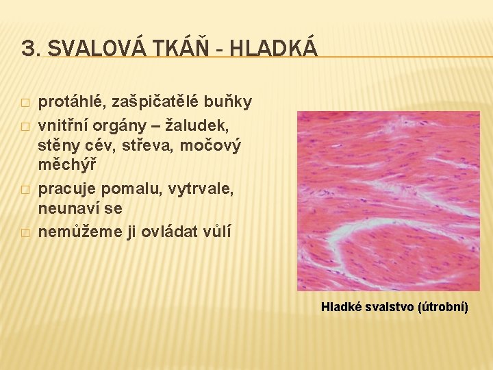 3. SVALOVÁ TKÁŇ - HLADKÁ � � protáhlé, zašpičatělé buňky vnitřní orgány – žaludek,