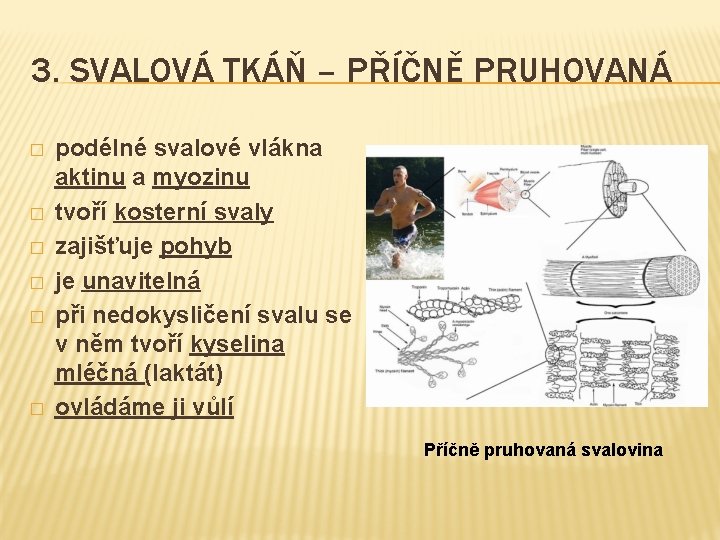 3. SVALOVÁ TKÁŇ – PŘÍČNĚ PRUHOVANÁ � � � podélné svalové vlákna aktinu a