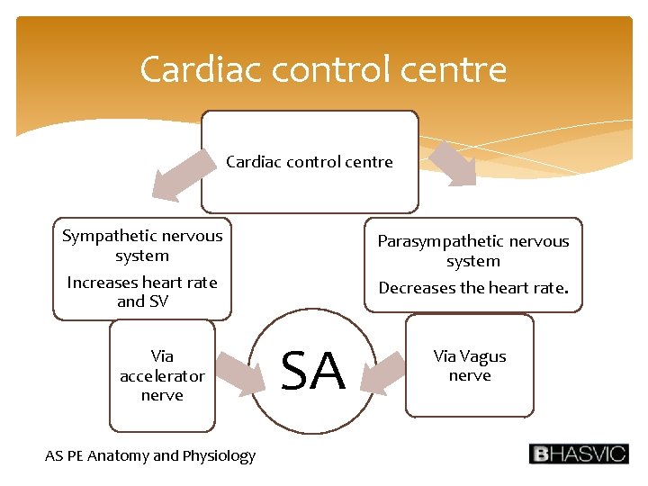 Cardiac control centre Sympathetic nervous system Increases heart rate and SV Via accelerator nerve