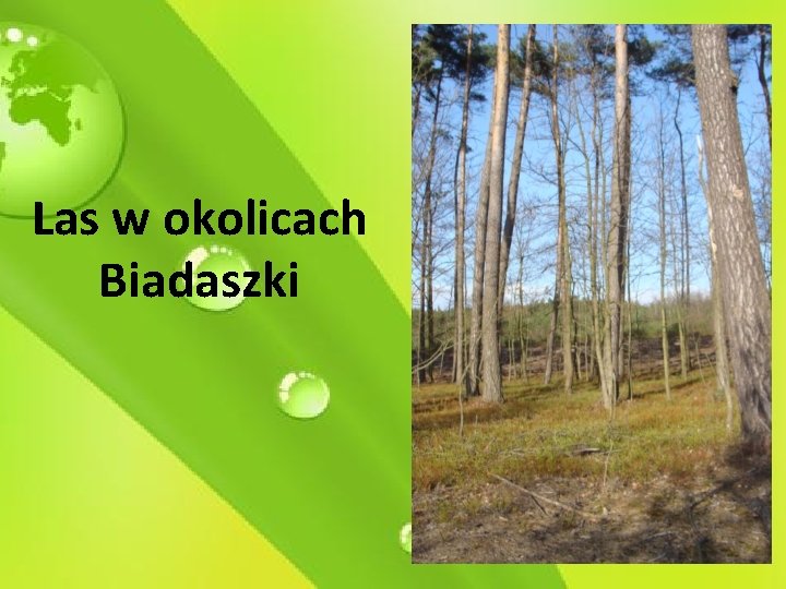 Las w okolicach Biadaszki 