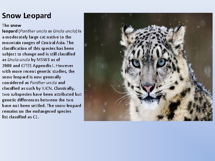 Snow Leopard The snow leopard (Panther uncia or Uncia uncia) is a moderately large