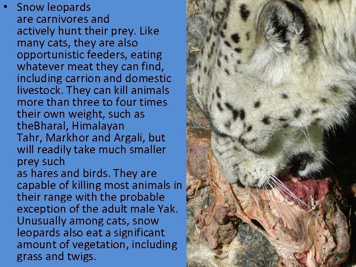  • Snow leopards are carnivores and actively hunt their prey. Like many cats,