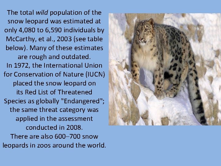 The total wild population of the snow leopard was estimated at only 4, 080