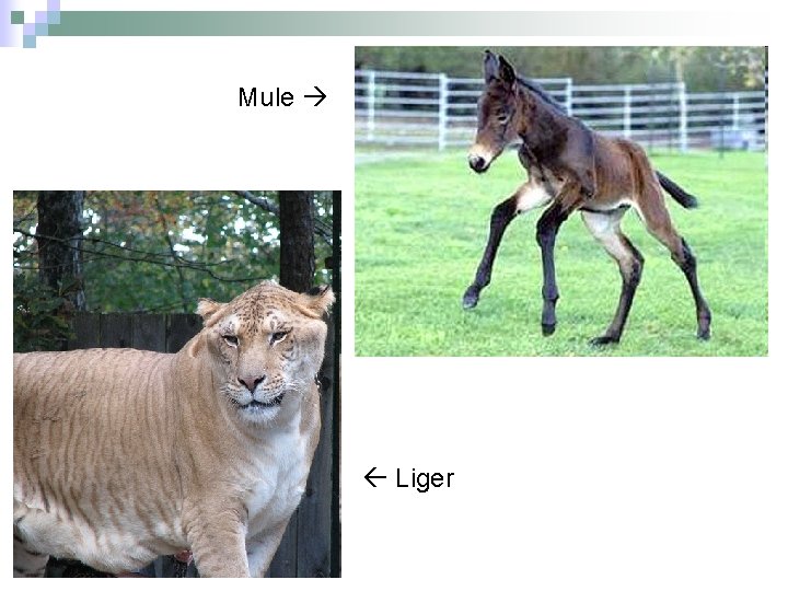 Mule Liger 