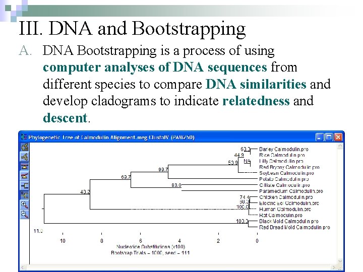 III. DNA and Bootstrapping A. DNA Bootstrapping is a process of using computer analyses