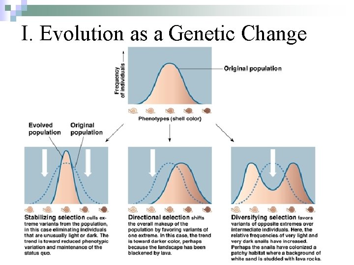 I. Evolution as a Genetic Change 