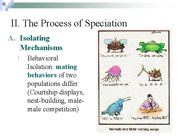 II. The Process of Speciation A. Isolating Mechanisms 1. Behavioral Isolation: mating behaviors of