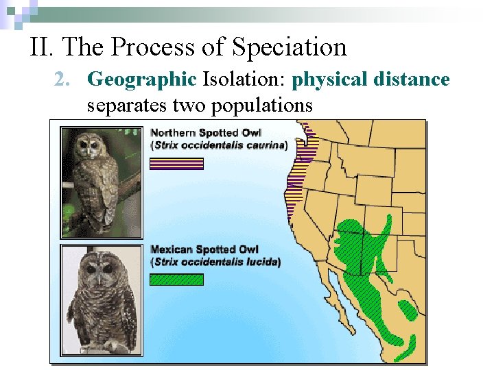 II. The Process of Speciation 2. Geographic Isolation: physical distance separates two populations 