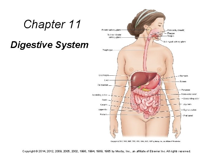 Chapter 11 Digestive System Copyright © 2014, 2012, 2009, 2005, 2002, 1998, 1994, 1989,