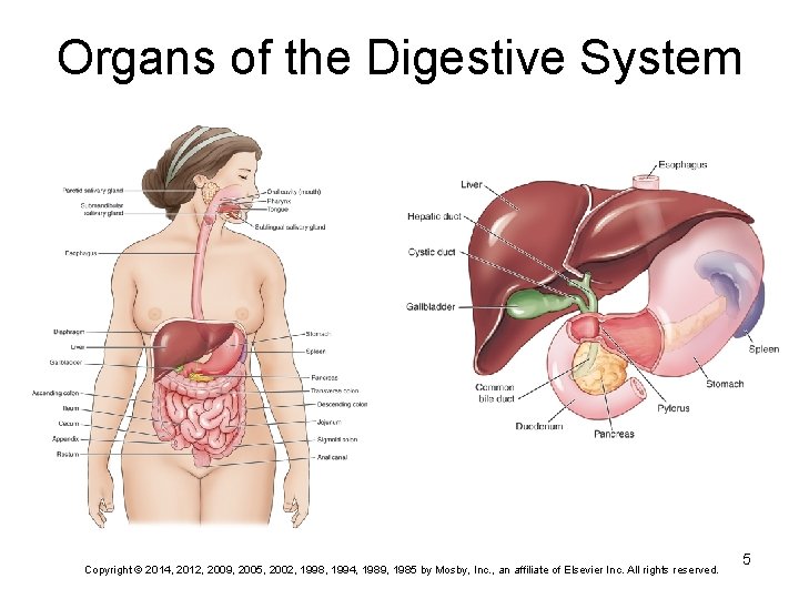 Organs of the Digestive System Copyright © 2014, 2012, 2009, 2005, 2002, 1998, 1994,