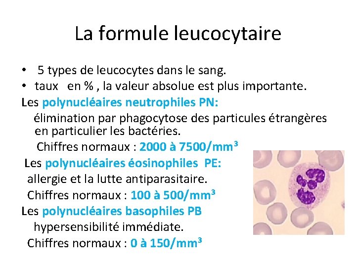 La formule leucocytaire • 5 types de leucocytes dans le sang. • taux en