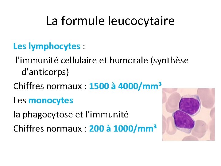 La formule leucocytaire Les lymphocytes : l'immunité cellulaire et humorale (synthèse d'anticorps) Chiffres normaux