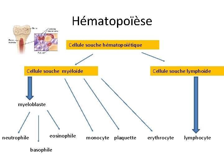 Hématopoïèse Cellule souche hématopoïétique Cellule souche myéloïde Cellule souche lymphoïde myeloblaste neutrophile eosinophile basophile