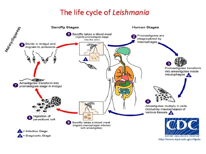 Me tac ycl oge nes is The life cycle of Leishmania Me tac ycl oge nes is The life cycle of Leishmania